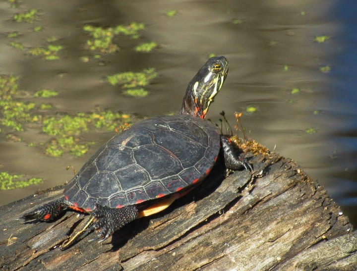 Midland Painted Turtle